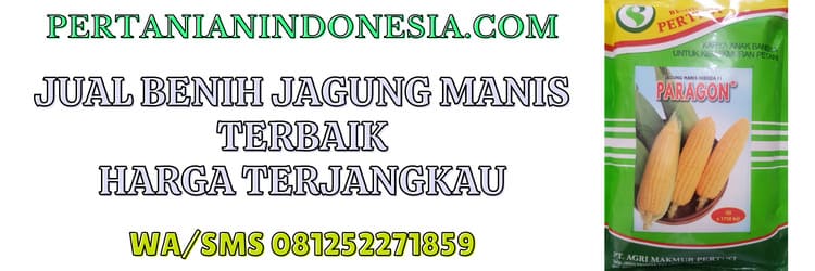 jual,murah,pertanian indonesia,jual benih jagung manis,jual benih jagung manis terbaik